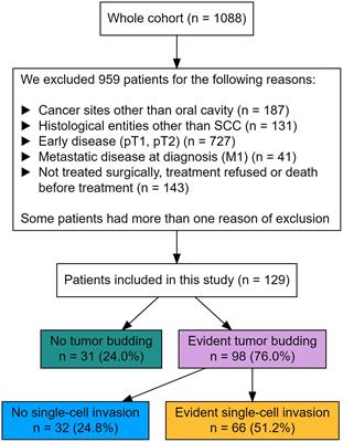 The impact of tumor budding and single-cell invasion on survival in patients with stage III/IV locally advanced oral squamous cell carcinoma- results from a prospective cohort study